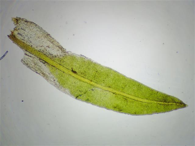 Tortella inclinata (R.Hedw.) Limpr. #61931