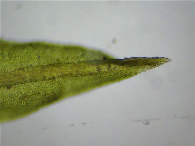 Tortella squarrosa (Brid.) Limpr. #62286