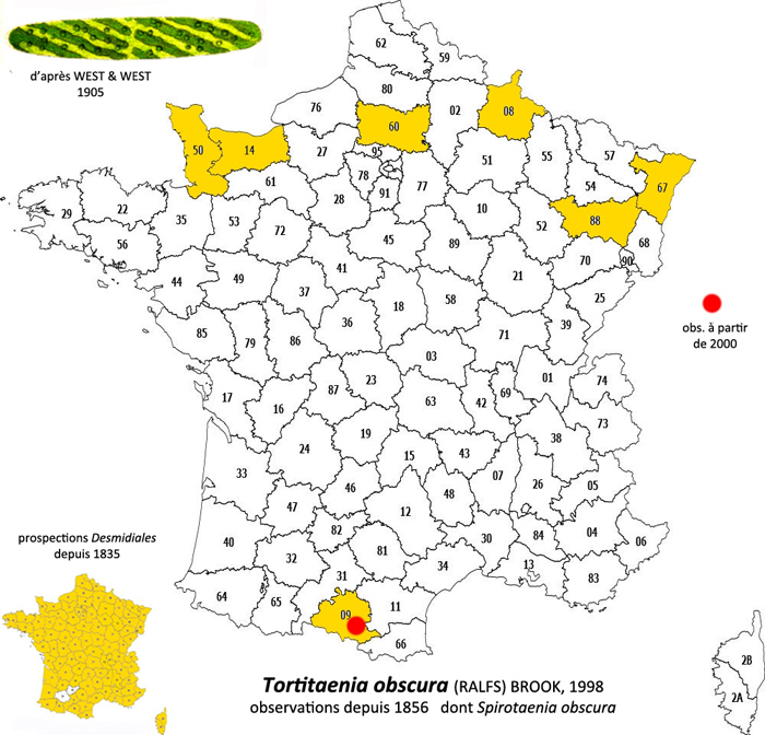 Tortitaenia obscura #81157