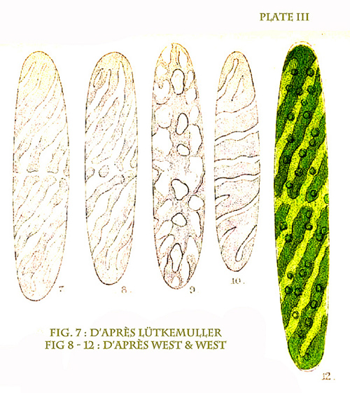 Tortitaenia obscura #81159