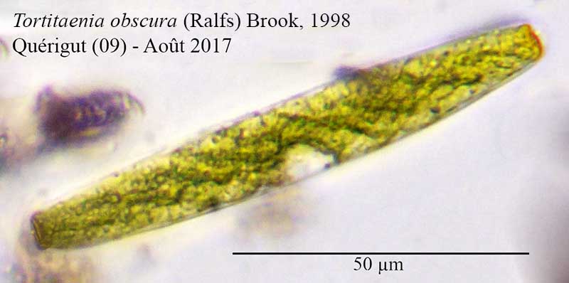 Tortitaenia obscura #51519