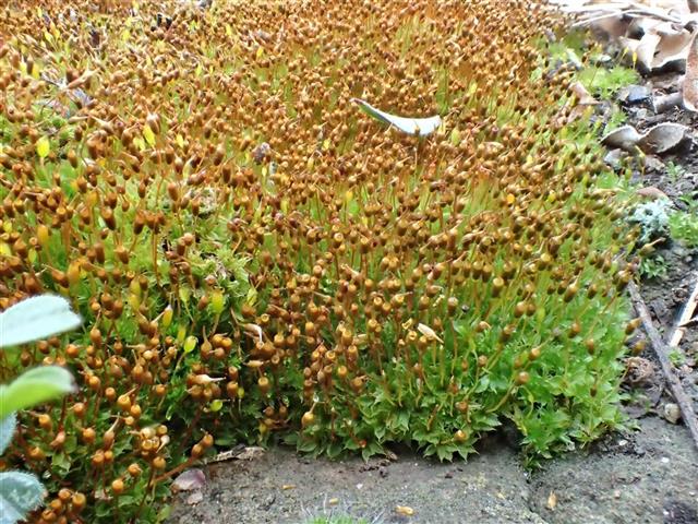 Tortula caucasica Broth. #61710