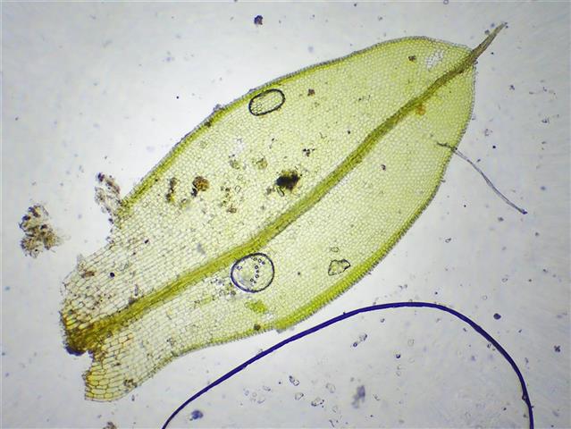 Tortula caucasica Broth. #61713