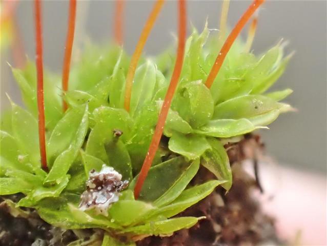Tortula caucasica Broth. #61712