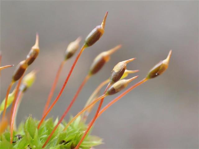 Tortula caucasica Broth. #61716
