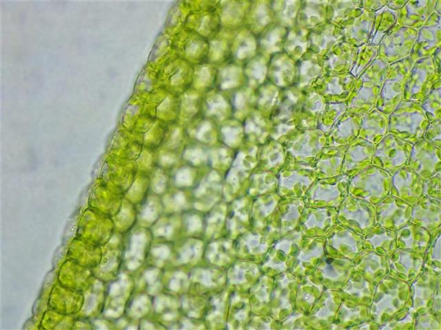 Tortula caucasica Broth. #61714