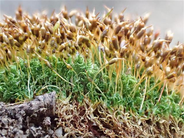 Tortula caucasica Broth. #61711
