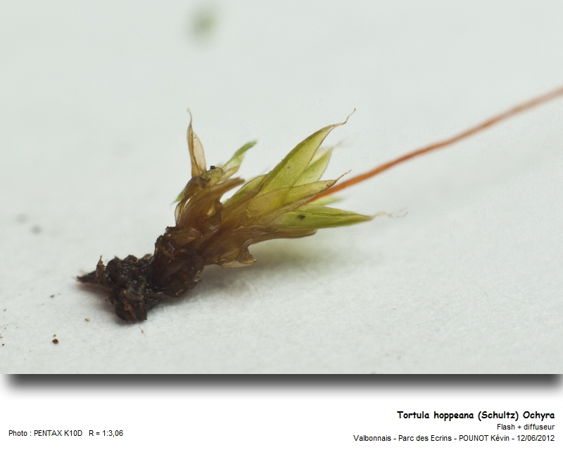 Tortula hoppeana (Schultz) Ochyra #27376