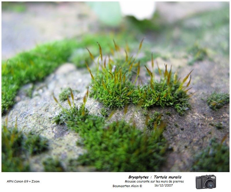 Tortula muralis #8361