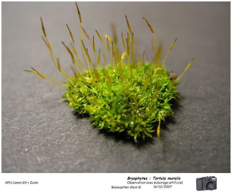Tortula muralis #8363