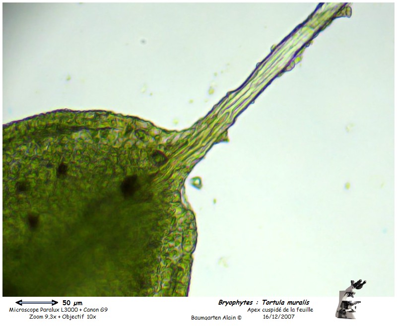 Tortula muralis #1396