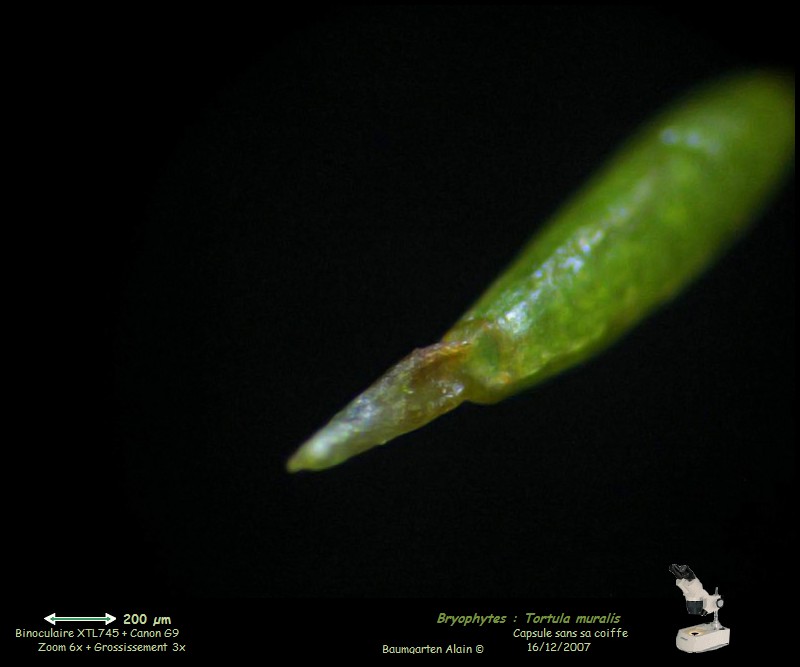 Tortula muralis #1426
