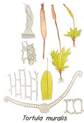 Tortula muralis #1427