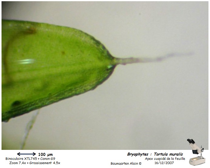 Tortula muralis #1397