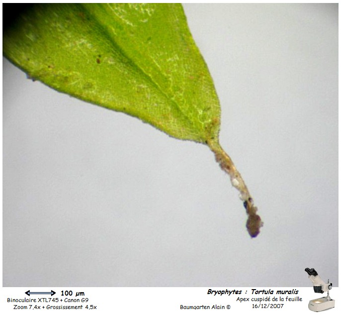 Tortula muralis #1395