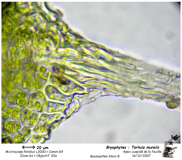 Tortula muralis #1399