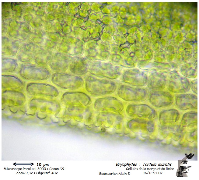 Tortula muralis #1401