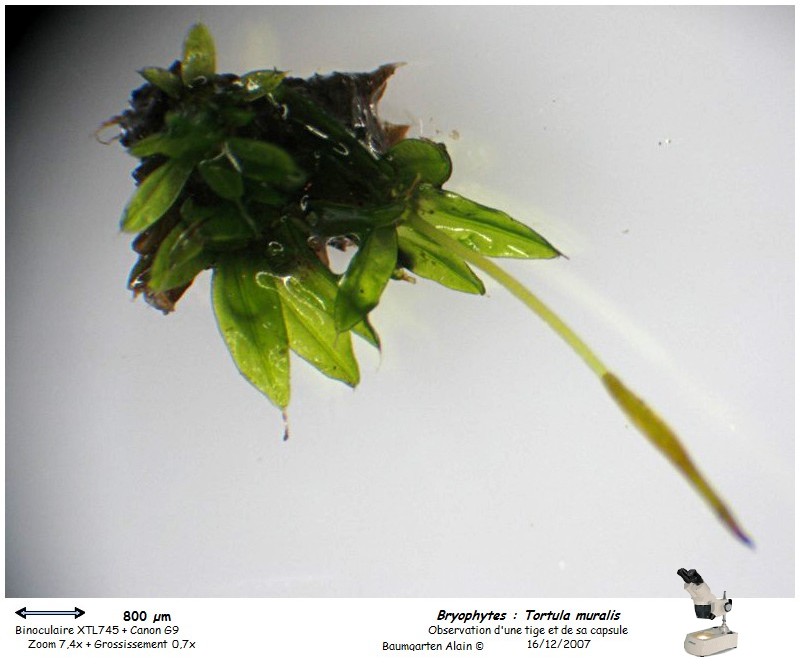 Tortula muralis #1385