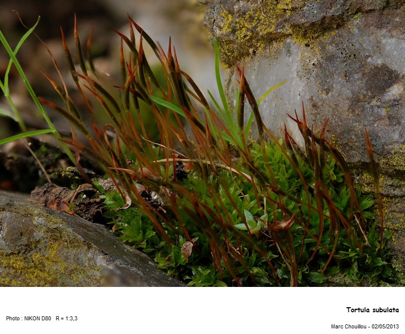 Tortula subulata var. graeffii Warnst. #35825