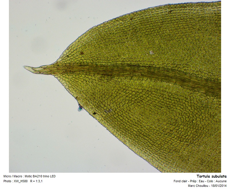 Tortula subulata var. graeffii Warnst. #35829