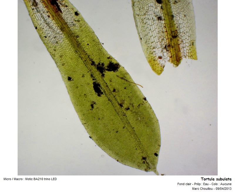 Tortula subulata var. graeffii Warnst. #35827