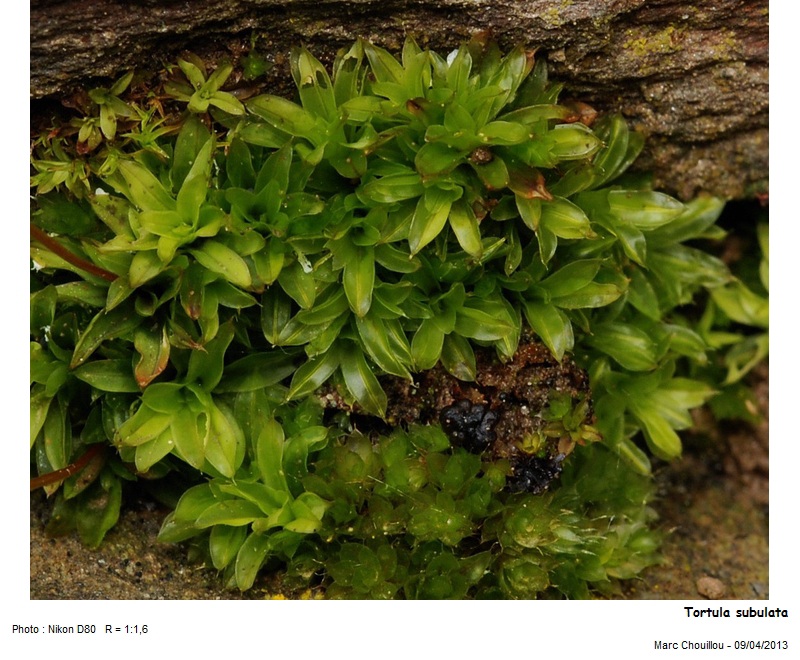 Tortula subulata var. graeffii Warnst. #35826
