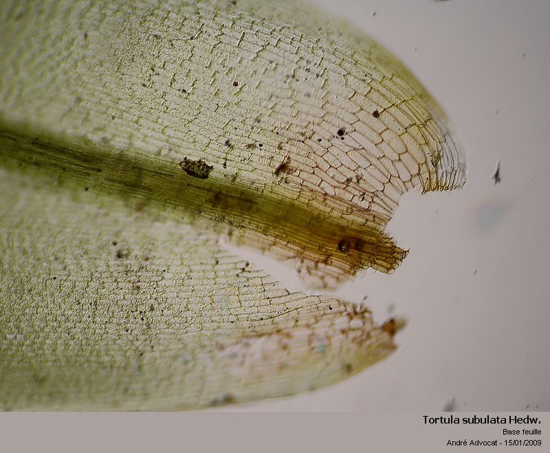 Tortula subulata Hedw. var.angustata (Schimp.)Limpr. #7898