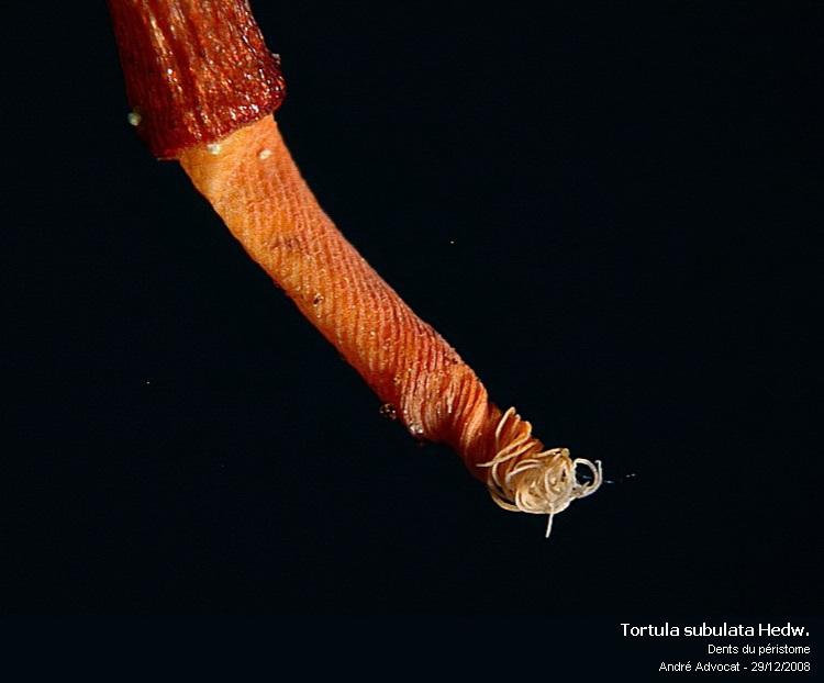 Tortula subulata Hedw. var.angustata (Schimp.)Limpr. #7914
