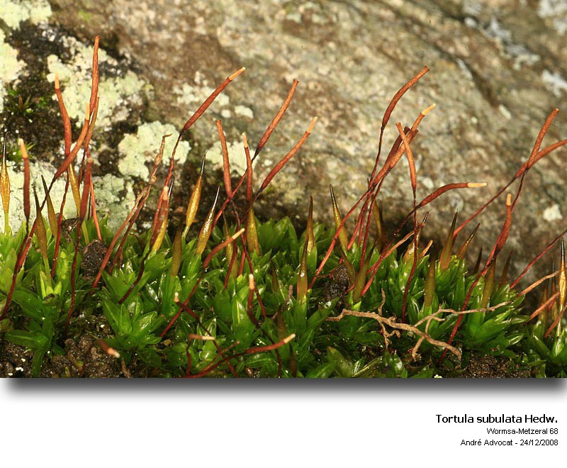 Tortula subulata Hedw. var.angustata (Schimp.)Limpr. #7894