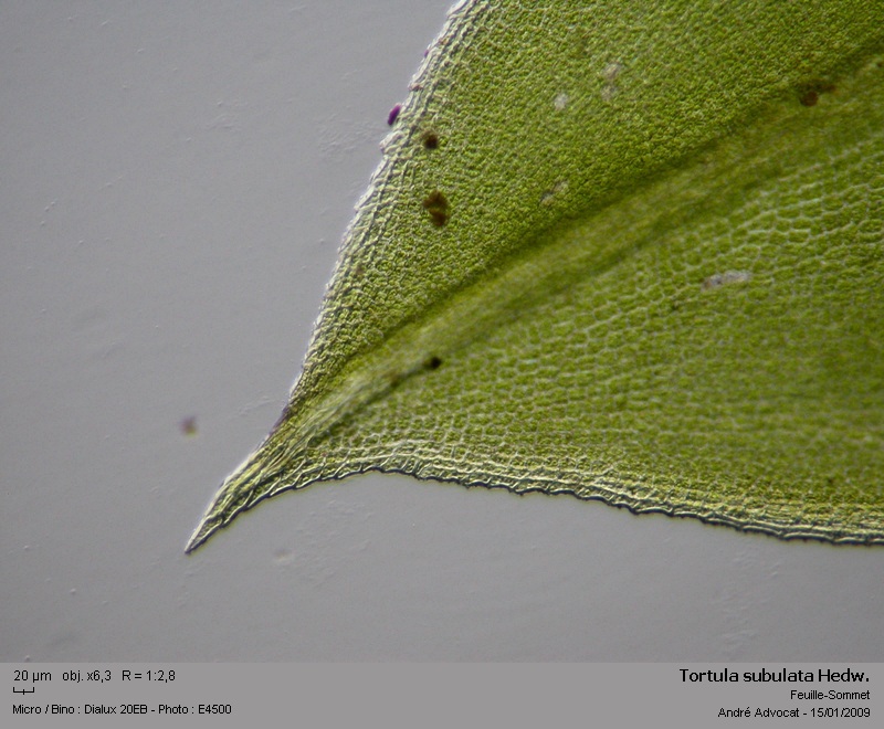 Tortula subulata Hedw. var.angustata (Schimp.)Limpr. #7897