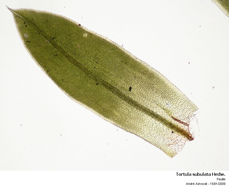 Tortula subulata Hedw. var.angustata (Schimp.)Limpr. #7895