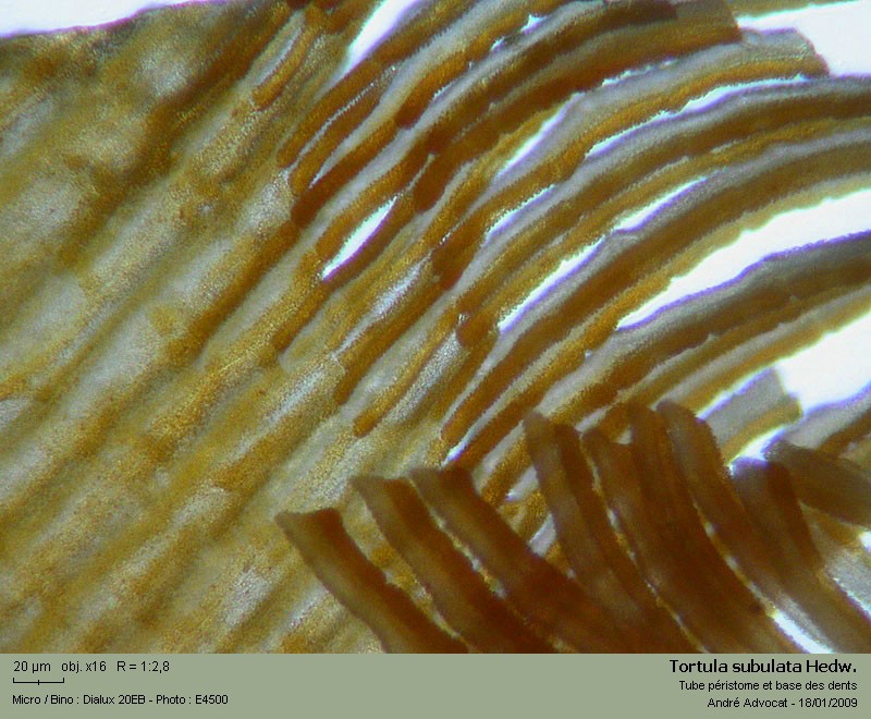 Tortula subulata Hedw. var.angustata (Schimp.)Limpr. #7915
