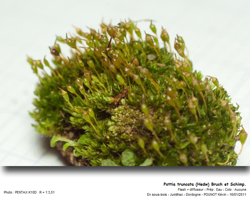 Tortula truncata (Hedw.) Mitt. #20109