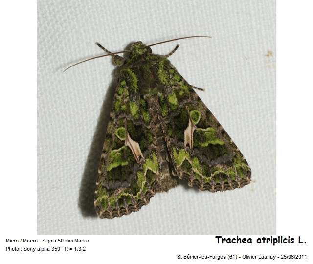 Trachea atriplicis (L. 1758) - la Noctuelle de l Arroche #43176
