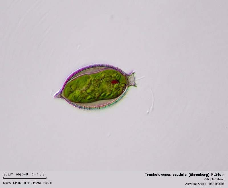 Trachelomonas caudata (Ehrenberg) F.Stein 1878 #198