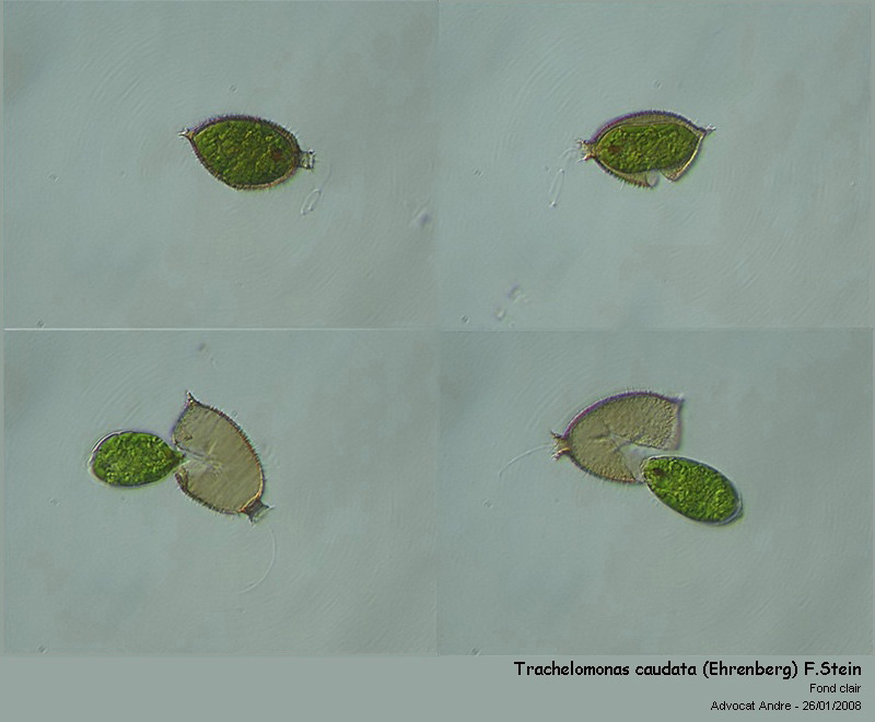 Trachelomonas caudata (Ehrenberg) F.Stein 1878 #8332
