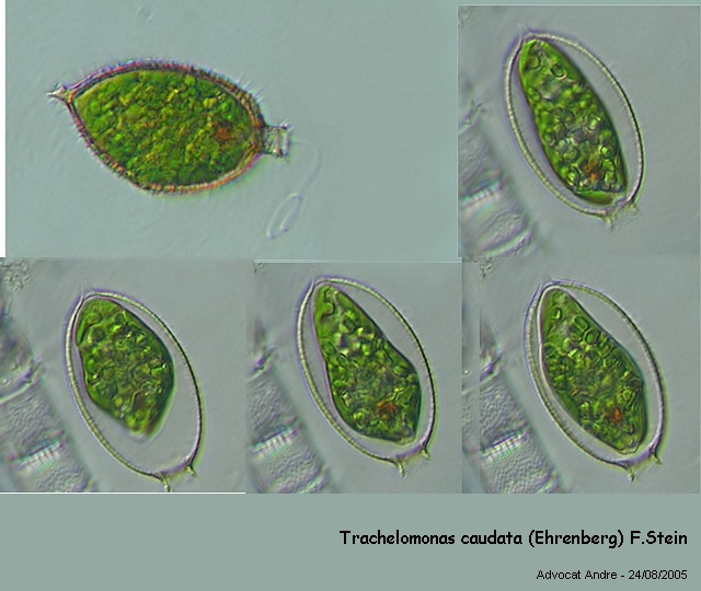 Trachelomonas caudata (Ehrenberg) F.Stein 1878 #8330
