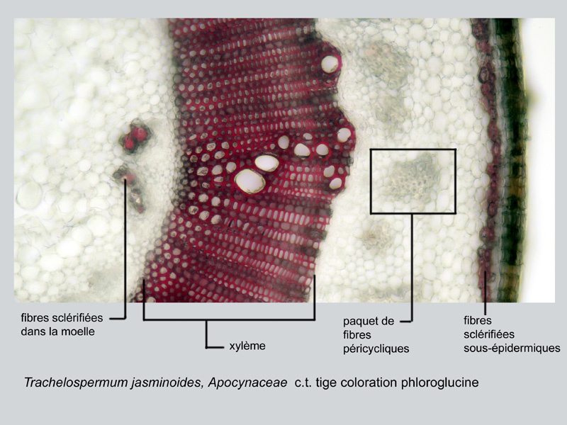 Trachelospermum jasminoides, histologie #17839