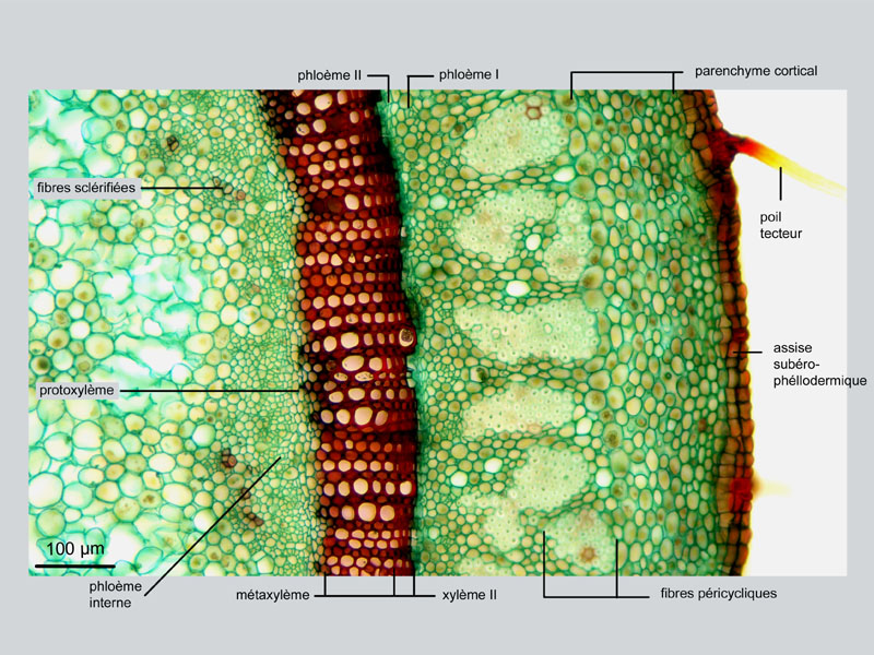 Trachelospermum jasminoides, histologie #17838