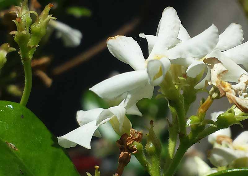 Trachelospermum jasminoides (Lindl.) Lem., 1851 #45847
