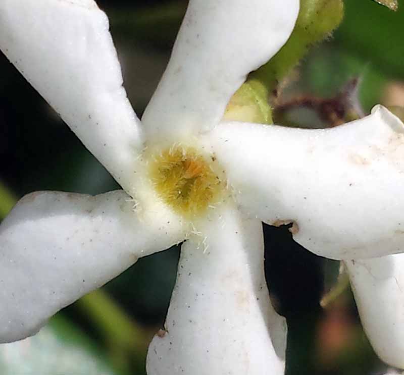 Trachelospermum jasminoides (Lindl.) Lem., 1851 #45848