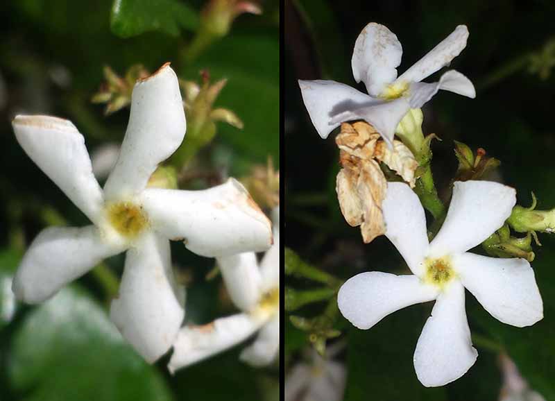 Trachelospermum jasminoides (Lindl.) Lem., 1851 #45846
