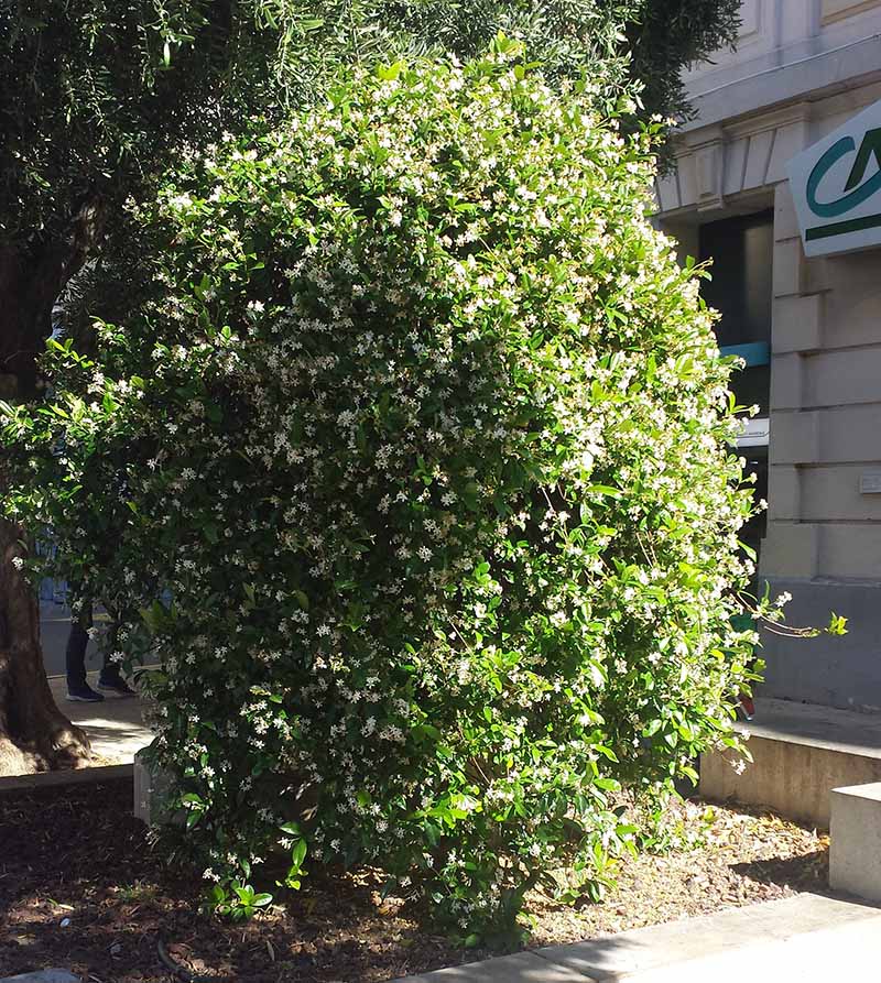 Trachelospermum jasminoides (Lindl.) Lem., 1851 #45844