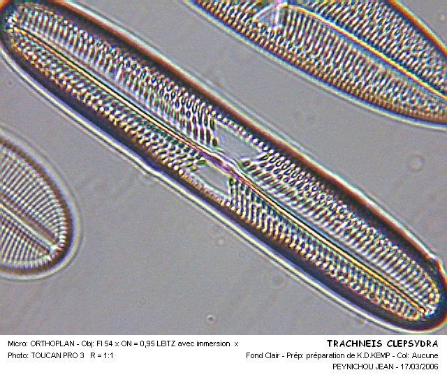 TRACHNEIS CLEPSYDRA #31552