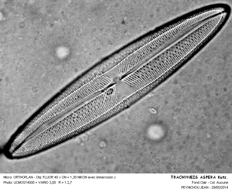 TRACHYNEIS ASPERA #37688
