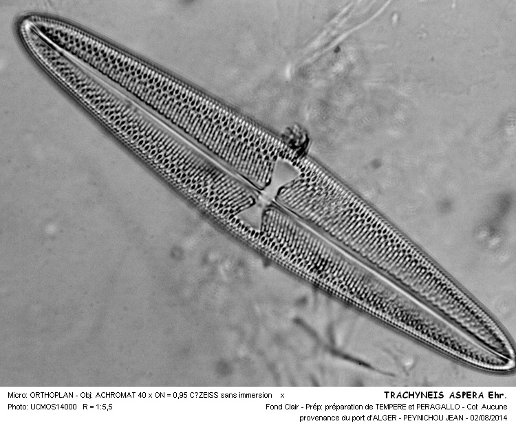 TRACHYNEIS ASPERA Ehr. #38391