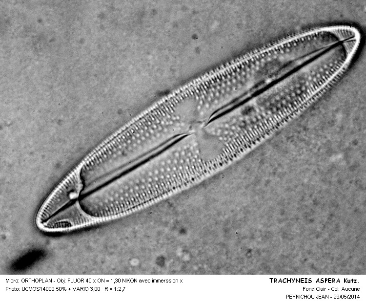 TRACHYNEIS ASPERA #37687