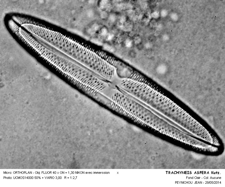 TRACHYNEIS ASPERA #37686