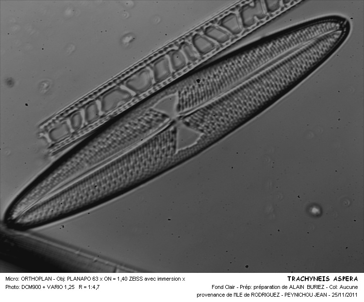 TRACHYNEIS ASPERA #31553