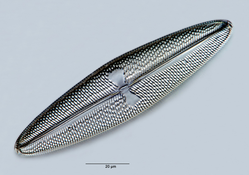 Trachyneis aspera #27969